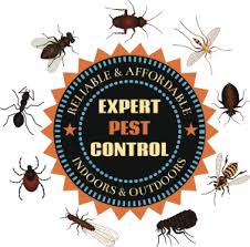 A+ rated phoenix termite & pest control experts. Termites Info Control Pest Termite