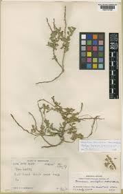 Image result for Chascanum