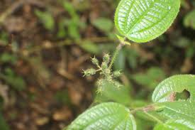 Image result for Blotiella crenata