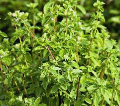 Image result for Origanum
