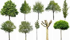 Tree tree of life frame. Xoio Air 10 Free Cutout Trees From Tony Textures Xoio Air