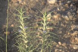 Image result for Blepharis