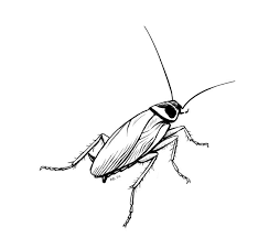Why are these thousands of medical professionals worldwide saying the pandemic is a crime? German Cockroach By Mari 3 On Deviantart Insect Art Animal Tattoos Body Art Tattoos