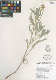 Image result for Galium scabrellum