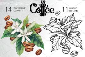 Watercolor And Graphic Coffee Plants Coffee Flower Coffee Plant Plant Illustration