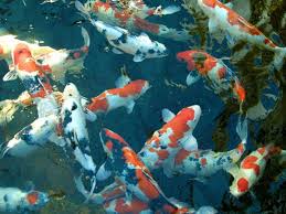 There are many interesting varieties, and they don't get nearly as large as koi. How Many Koi Can I Have In My Pond