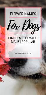 Flower Names For Dogs 160 Best Female Male Petshoper In 2020 Flower Names Dog Names Girl Dog Names