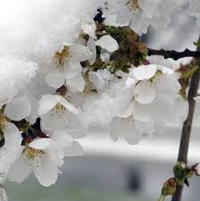 Check spelling or type a new query. What S That Smell The Beautiful Tree That S Causing Quite A Stink Npr