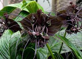 Picture Of Bat Orchid Steemit Orchids Black Flowers Flowers Today