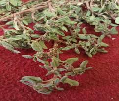 Image result for Zaleya