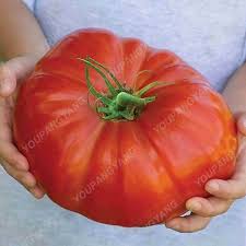 Product description big beef hybrid tomato tastes like an heirloom but yields like a hybrid. 100 Giant Tomato Big Beef Hybrid Tomato In Bonsai No Gmo Vegetable For Home Garden Planting Free Shipping Buy At The Price Of 0 50 In Aliexpress Com Imall Com