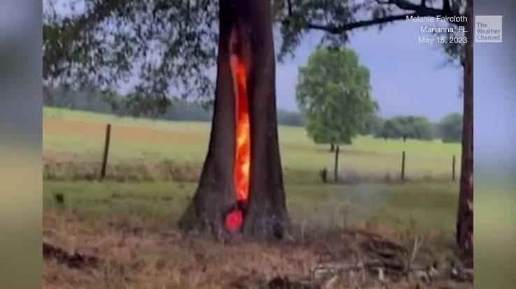 Lightning Sparks Raging Fire Inside Tree