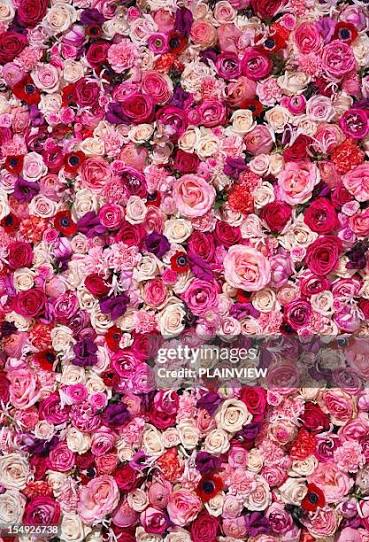 627 Bed Of Roses Stock Photos and High-Res Images - Getty Images