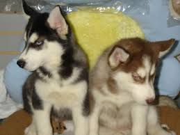 Yorkie puppy for adoption (elm > 195 n park ln,. Husky Puppies For Sale In Nj Petsidi