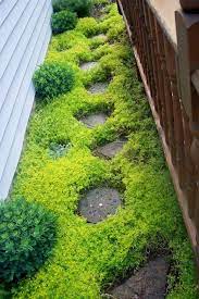 Landscaping ideas for ground cover. Pin On Gardening