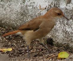 The birds that go fishing with breadcrumbs! List Of Birds Of Argentina Wikipedia