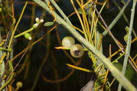 Image result for Cassytha filiformis