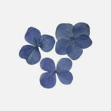 Pinterest Theweirdearthen Ravenclaw Aesthetic Flowers Flower Wedding Invitation