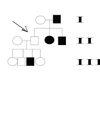 File Pedigree Chart Jpg Png Wikipedia