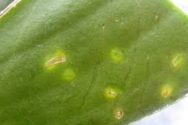 Image result for puklice na orchideích obrázek