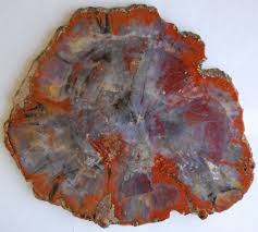 Very Large Polished Arizona Petrified Wood Round Petrified Wood Wood Rounds Wood