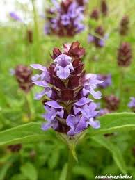 Brunelle Commune Fleurs Sauvages Plantes Sauvages Comestibles Plantes Sauvages