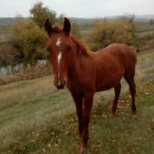 Frizian de vanzare tel.0754859213 cai frumosi 2018 mă gasiți și pe: Cai De Talie Mica De Vanzare Home Facebook