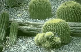The senecio, part of the. Desert Habitat Facts Science Trek Idaho Public Television