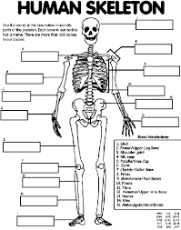 Human Skeleton On Crayola Com Human Body Unit Human Body Systems Human Body