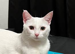 Heterochromiac Afghanistan Girl with her heterochromiac Afghanistan Cat.