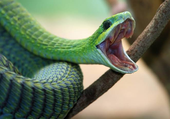 Snake Symbolism & Meaning (+Totem, Spirit & Omens) | World Birds