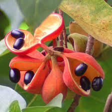 Due to mother's day season rush, orders will arrive between 8th and 12th may 2021. Plants Of The Philippines Project Noah