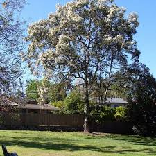 Image result for Eucalyptus torelliana