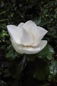 Image result for Pupalia grandiflora