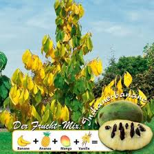 Die dreilappige papau (asimina triloba, indianerbanane) ist eine in nordamerika heimische pflanzenart aus der gattung der papau (asimina) in der familie der annonengewächse (annonaceae). Indianerbanane Paw Paw Online Kaufen Bei Gartner Potschke Indianerbanane Exotisches Obst Pflanzen Kaufen
