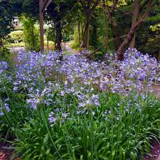 Image result for Agapanthus africanus