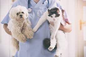 Elliott, bvms, mrcvs is a veterinarian with over 30 years of experience in veterinary surgery and companion animal practice. Houston S Best Low Cost Spay Neuter And Wellness Clinics For Dogs And Cats Houston Press