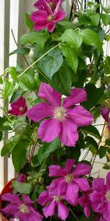 These flowering perennial vines for shade are the perfect solution…they're pretty and practical. Flowering Vines How To Choose Plant And Grow Vines Hgtv