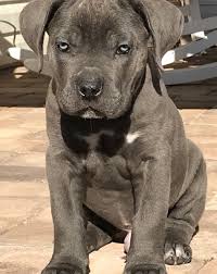 Pomeranian club of greater baltimore rescue. San Rocco Cane Corso Puppies For Sale