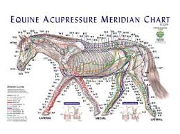 Animal Acupressure Charts