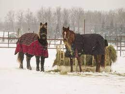 Cold Weather Tips For Horse Owners The Horse
