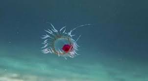 Palung mariana namanya, dimana tempat terdalam di bumi ini, letaknya di dasar barat laut samudra pasifik, sebelah timur kepulauan mariana dan juga dekat. 9 Misteri Besar Yang Tersembunyi Di Dasar Samudra Global Liputan6 Com