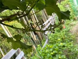 とりあえず庭 ときどき工作 - はてなブログ