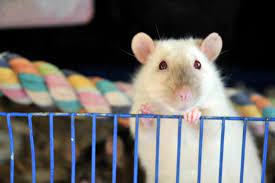 700 Pet Rat Names Disney Famous Rats Pair Names Black White Rat Names Animallama