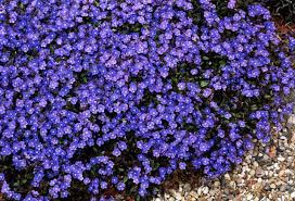My photo is speedwell (aka veronica) 'georgia blue', not catmint. Veronica Georgia Blue Hello Hello Plants Garden Supplies