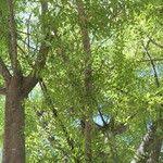 Image result for Kirkia