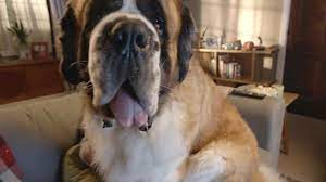 Keep a love like this strong with iams dog food. This Is A Dog S World