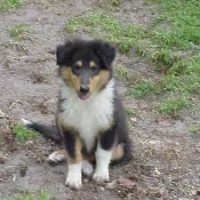 Review how much border collie puppies for sale … however, the hound will help offset some of those heavier shedding amounts. Border Collie Puppies For Sale In Michigan Petfinder