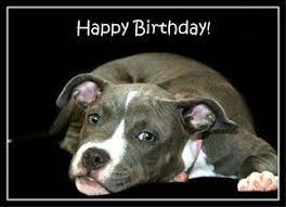 The best memes from instagram, facebook, vine, and twitter about happy birthday pitbull. Pitt Bull Happy Birthday Happy Birthday Pitbull Happy Birthday Wishes Happy Birthday Blue