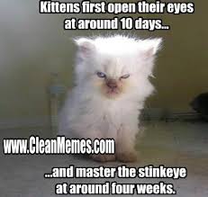 Lolcats clean lol at funny cat memes funny cat pictures with. Cat Memes Page 27 Clean Memes